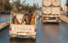 Jeder Esel möchte nach Amman , mit 80 km/h